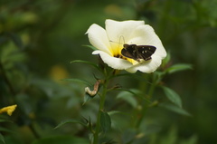 Callimormus interpunctata