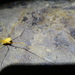 Pachylospeleinae - Photo (c) Ericson Cernawsky Igual,  זכויות יוצרים חלקיות (CC BY-NC), הועלה על ידי Ericson Cernawsky Igual