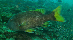 Lethrinus erythracanthus