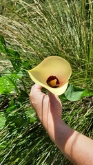 Zantedeschia albomaculata