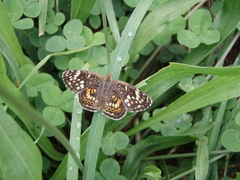 Phyciodes picta