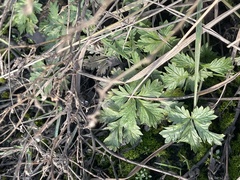 Potentilla intermedia