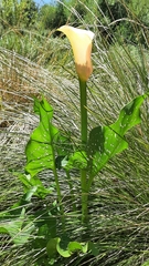Zantedeschia albomaculata