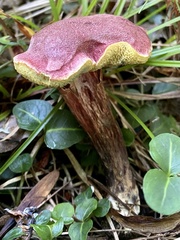 Xerocomellus intermedius