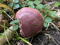 Xerocomellus intermedius