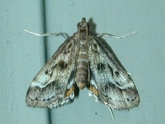 Parapoynx obscuralis