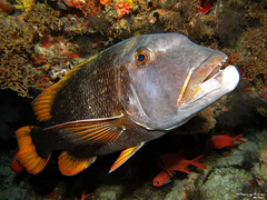 Orange-Spotted Emperor photo 5