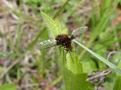 Bombylella elegans
