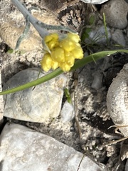 Helichrysum stoechas