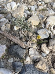 Helichrysum stoechas