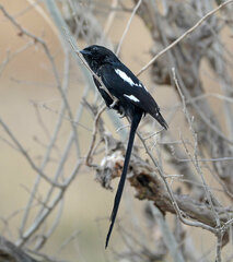 Lanius melanoleucus