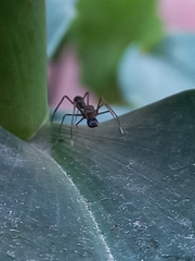 Myrmaplata plataleoides
