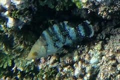 Cheilinus trilobatus