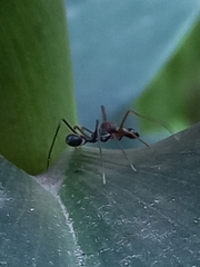 Myrmaplata plataleoides
