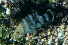 Cheilinus trilobatus