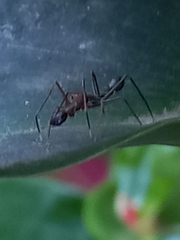 Myrmaplata plataleoides