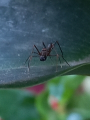 Myrmaplata plataleoides