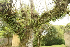 Microgramma squamulosa