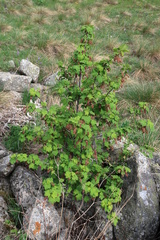 Ribes biebersteinii