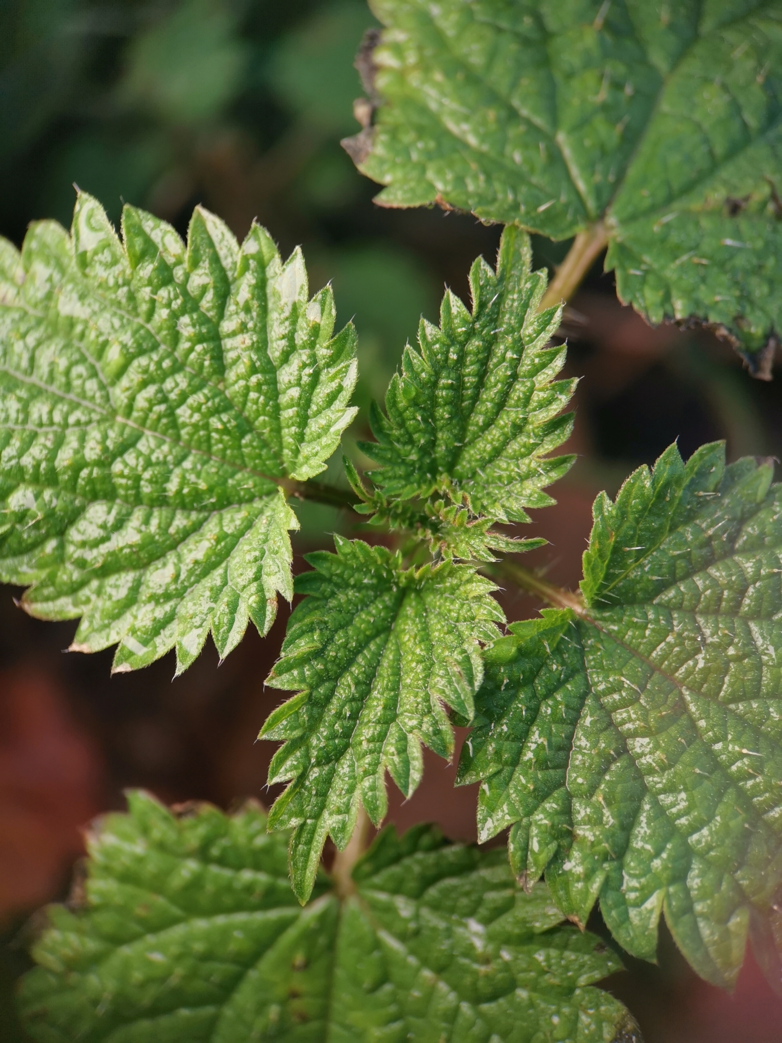 Urtica dioica L.