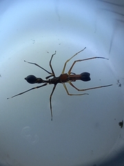 Myrmaplata plataleoides