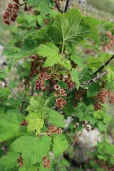 Ribes biebersteinii