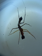Myrmaplata plataleoides