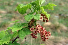 Ribes biebersteinii