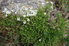 Minuartia
