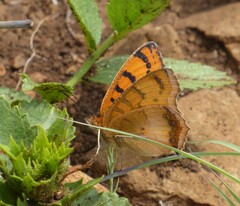 Catacroptera cloanthe