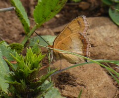 Catacroptera cloanthe