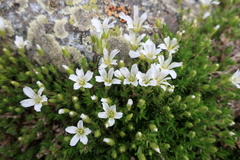Minuartia