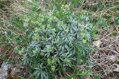 Alchemilla sericea