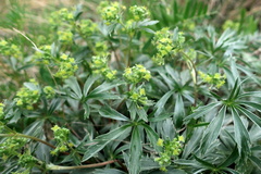 Alchemilla sericea