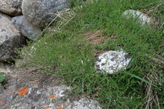 Gypsophila tenuifolia