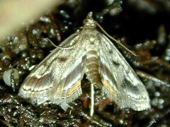 Parapoynx obscuralis