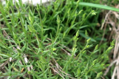 Gypsophila tenuifolia