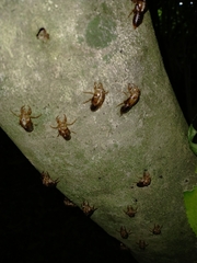 Cicadoidea