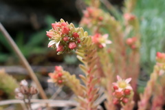 Sedum tenellum