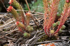 Sedum tenellum