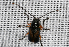 Aporocera