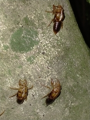 Cicadoidea