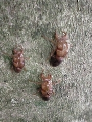 Cicadoidea