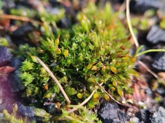 Tortula protobryoides