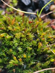 Tortula protobryoides