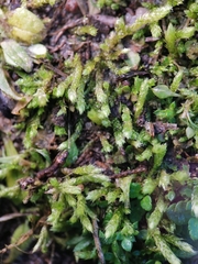 Brachythecium albicans