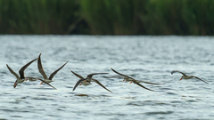 Rynchops flavirostris