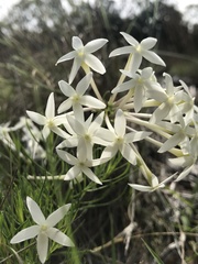 Amsonia