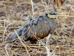 Pterocles gutturalis
