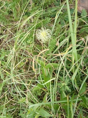 Clematis integrifolia